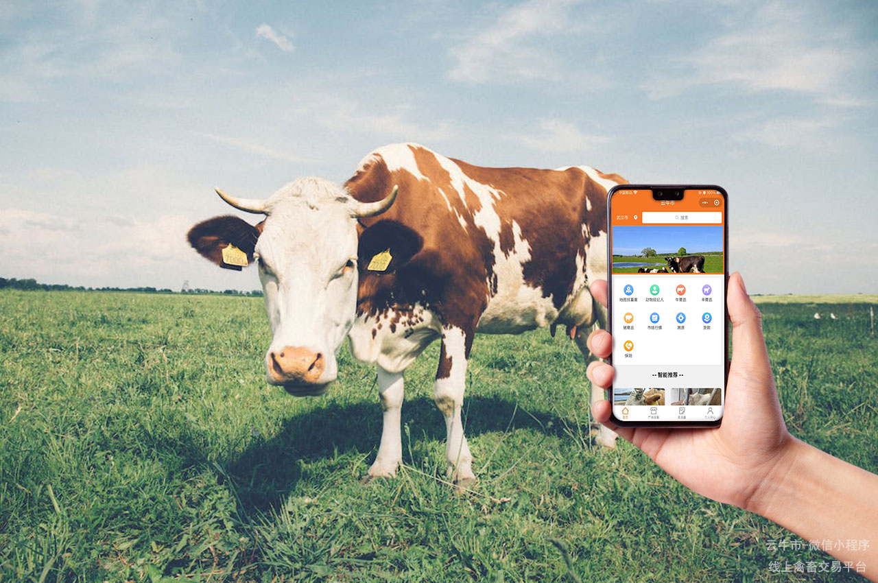 网上禽畜交易，山东牛交易市场发展现状与未来趋势