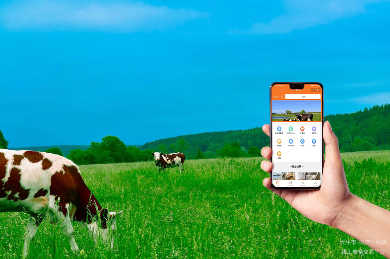 禽畜交易，辽宁省新手养殖牛要注意什么？来看看这篇指南