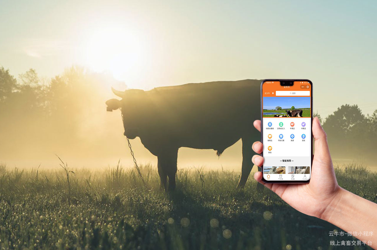 牲畜交易，山西活牛交易市场：如何选择健康的牛只