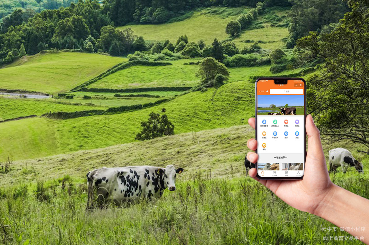 活牛交易市场：畜禽网上交易的热门平台