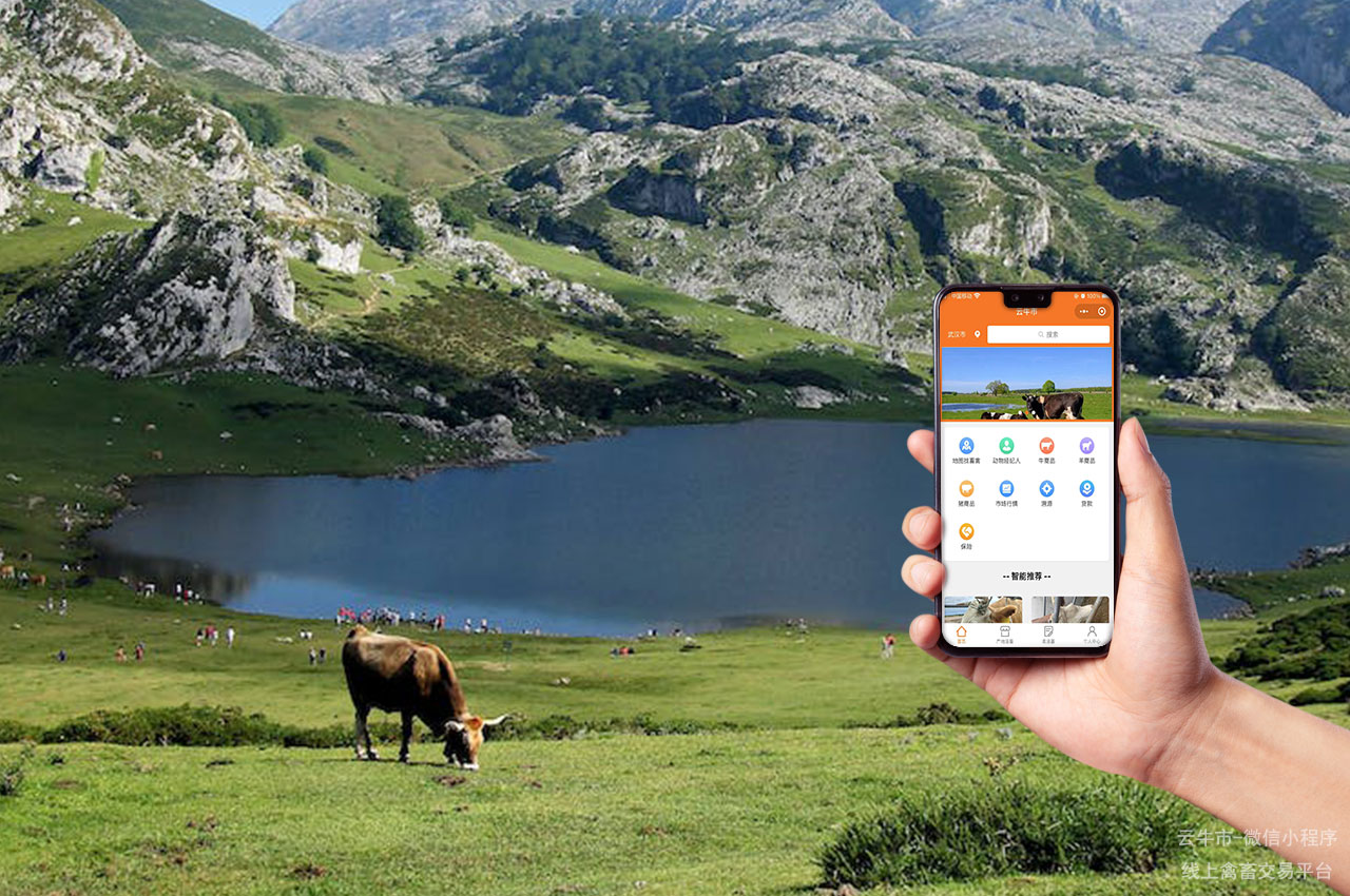 网上禽畜交易，活牛交易云平台：肉牛交易的未来趋势