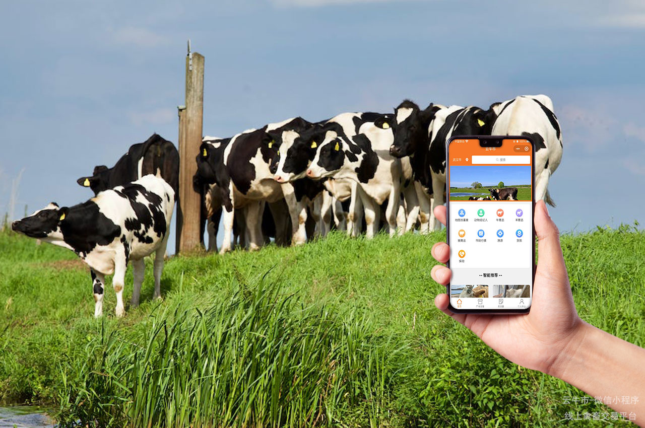 网上禽畜交易，内蒙古活牛交易平台：草原牛只，纯净之选