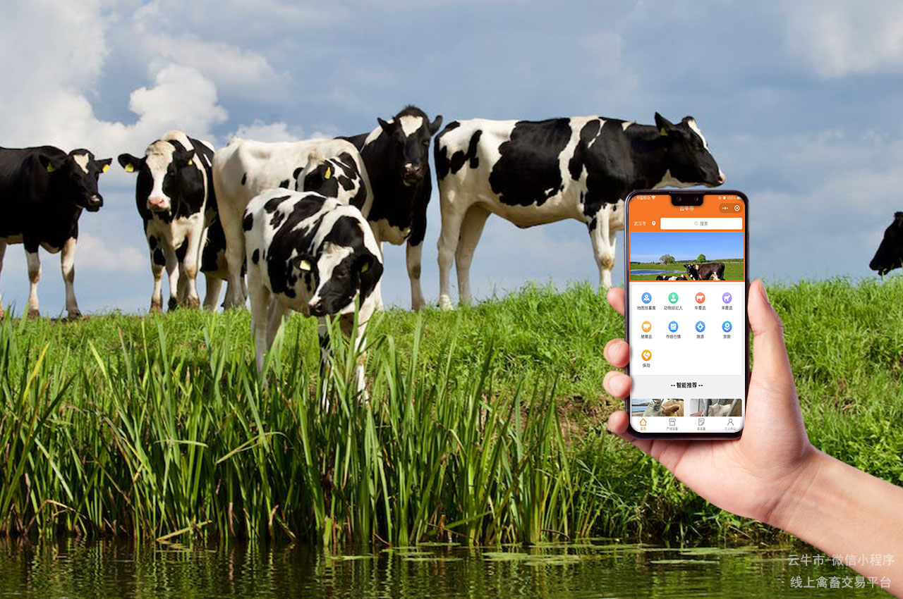禽畜买卖，黑龙江智慧化活畜市场：哈尔滨活牛交易数字化转型之旅