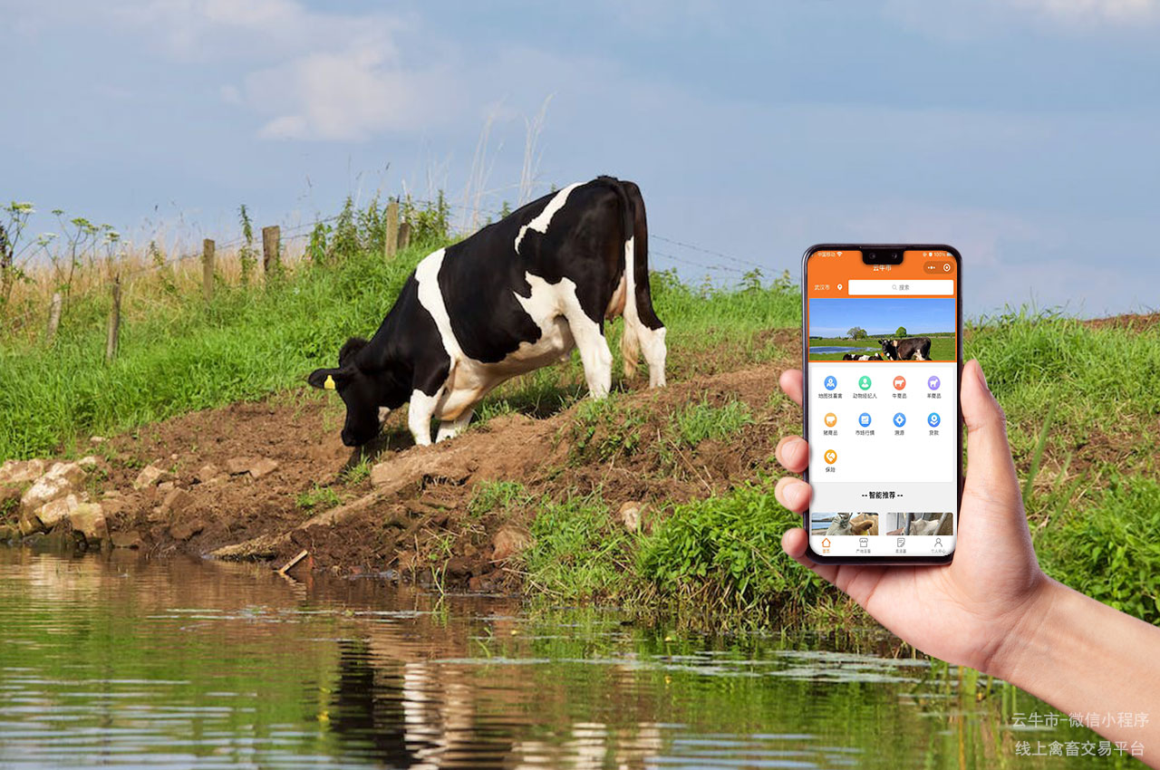 网上活牛交易，安徽活牛交易市场：如何选择适合养殖的牛