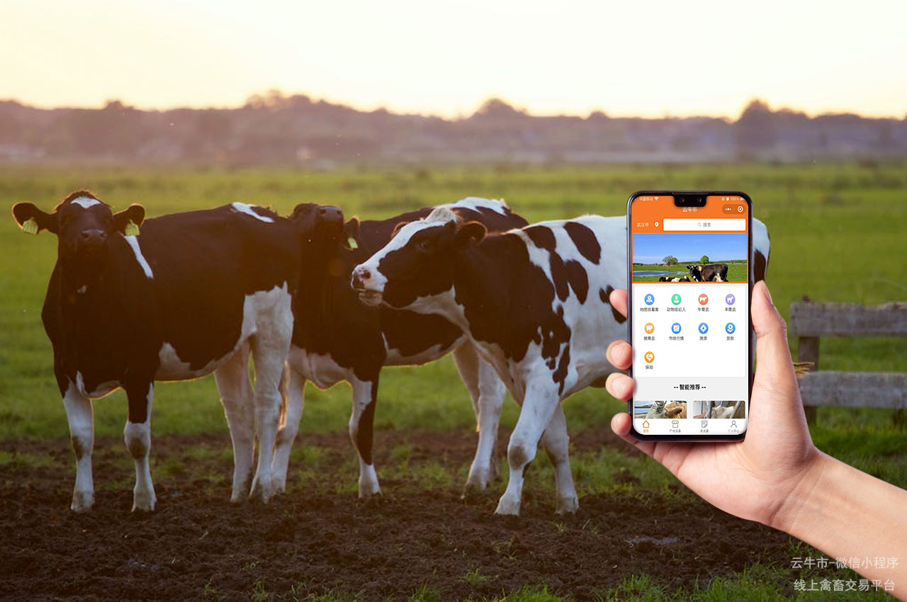 网上禽畜买卖，西宁数字化活畜交易市场转型建设方案