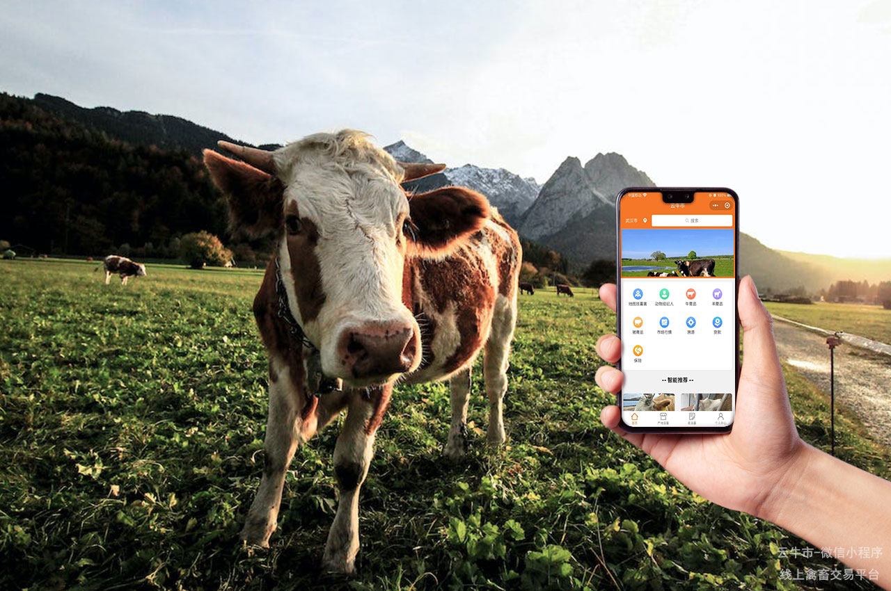 禽畜买卖，北京商贩分享：在哪里买到价格实惠的奶牛