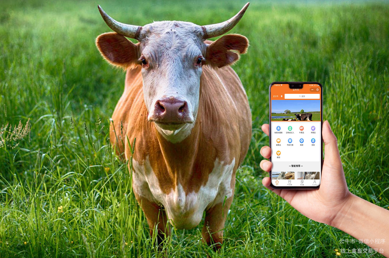 肉牛买卖，重庆智慧牛只交易：线上平台如何改变传统市场
