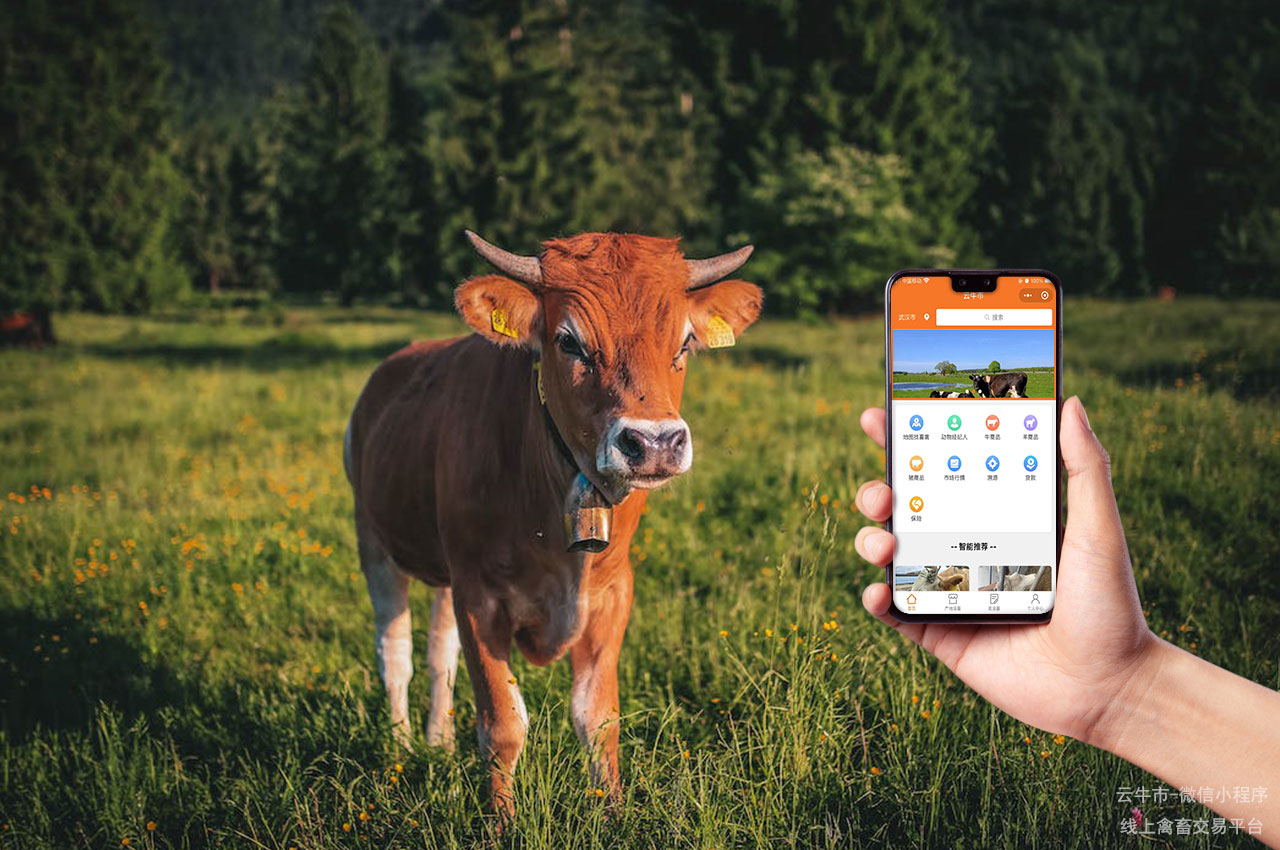 畜禽交易的未来之路：云牛市的革新与领导