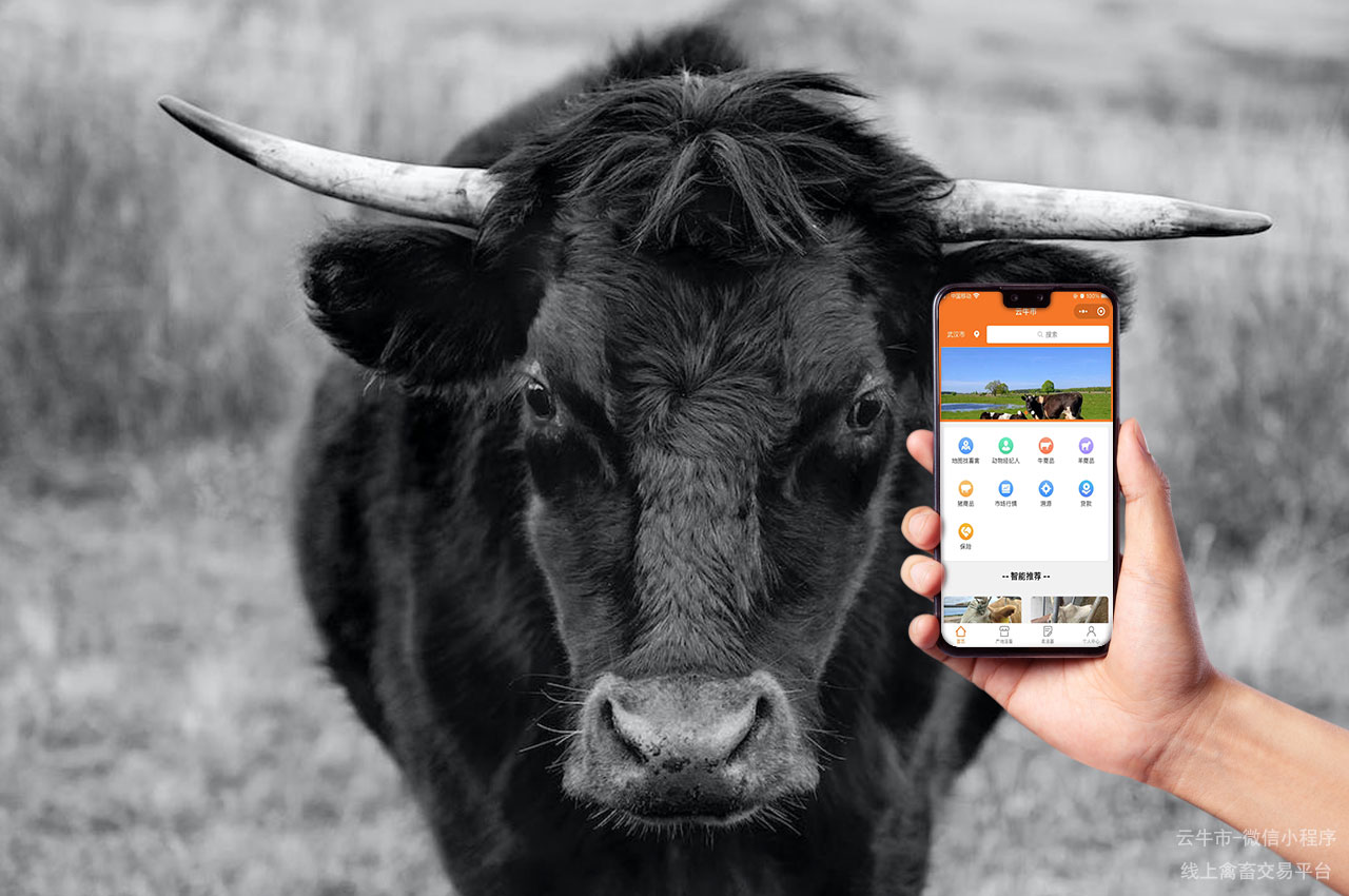 网上肉牛买卖，江苏牛只网上交易平台：江浙沪牛只，品质保证