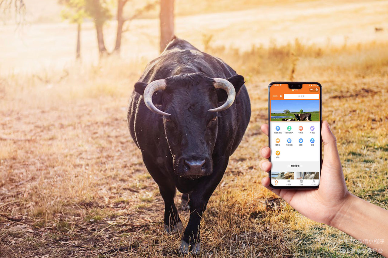 网上畜禽交易更便捷，活牛交易从云牛市开始