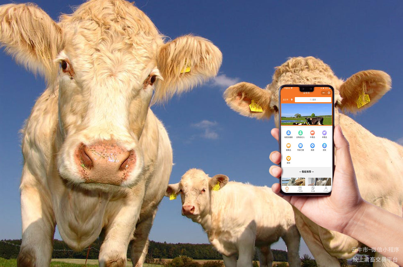 肉牛交易，非凡的活畜交易体验，湖南养殖户的首选