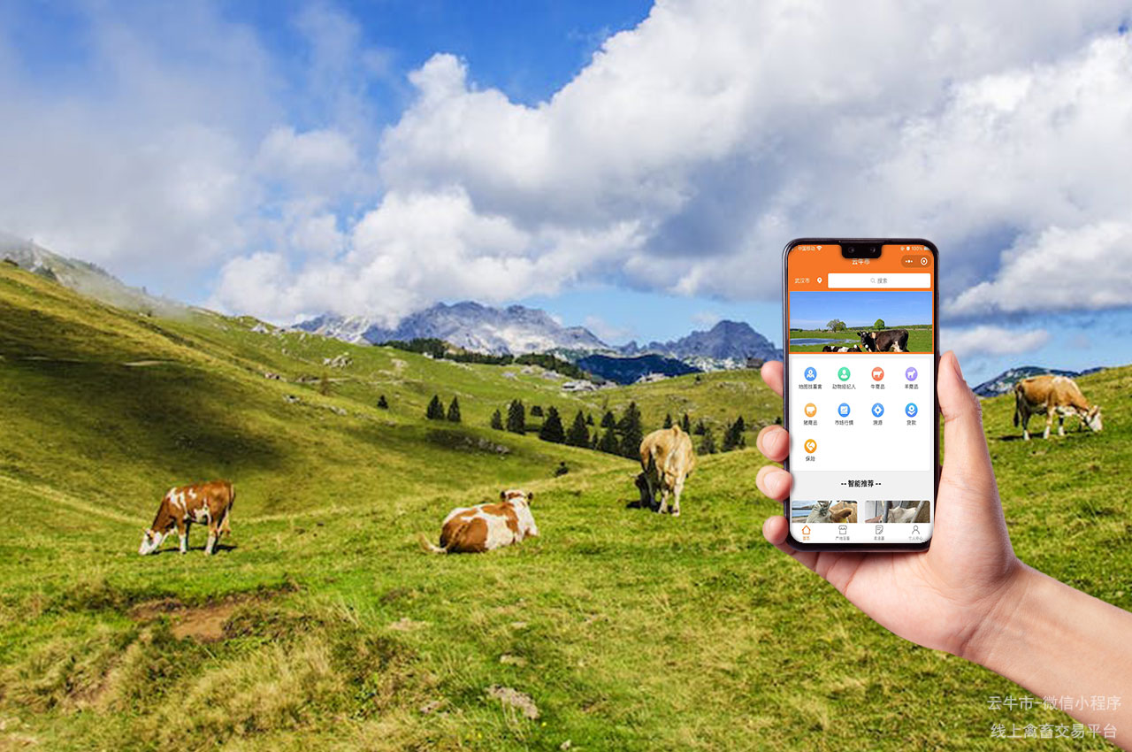 禽畜买卖，银川活牛交易平台：如何高效利用网上买牛卖牛