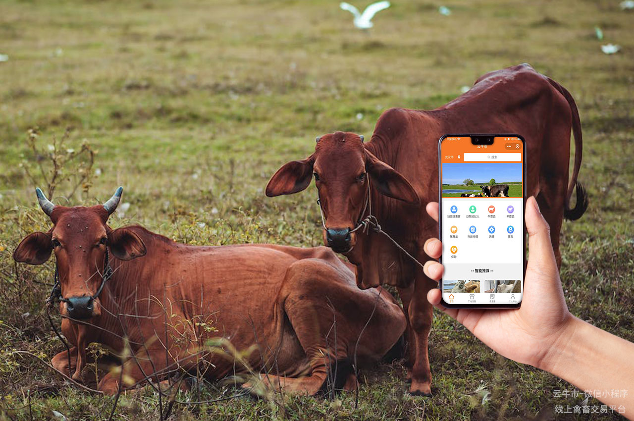 网上活牛交易，广西新手如何在微信小程序上选牛？这些步骤来帮您