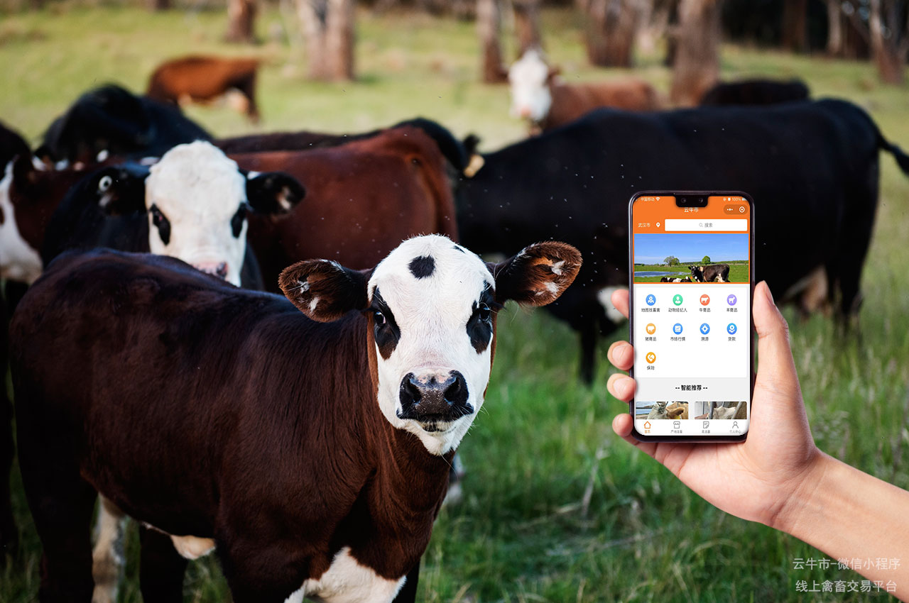 全国牲畜网上交易平台：选择最可靠的交易伙伴