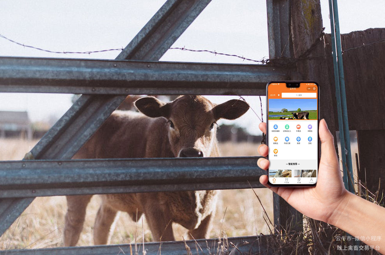 肉牛买卖，四川牛交易市场：如何避免交易中的常见误区