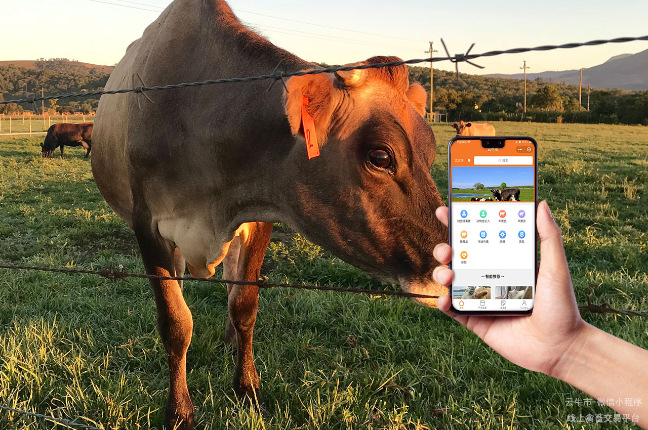 云牛市：智能化畜禽交易平台的首选