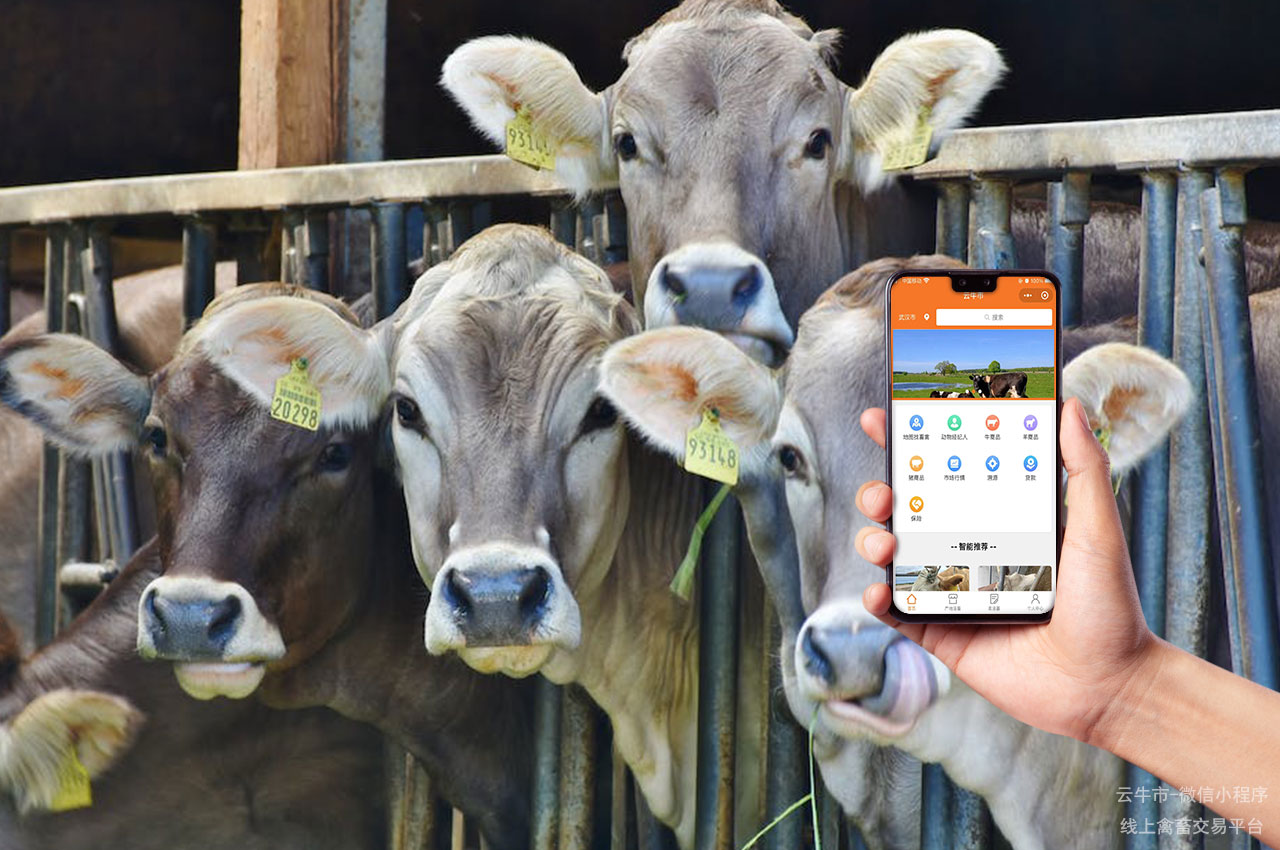 肉牛买卖，郑州牲畜市场智能化转型：自动化技术的创新应用