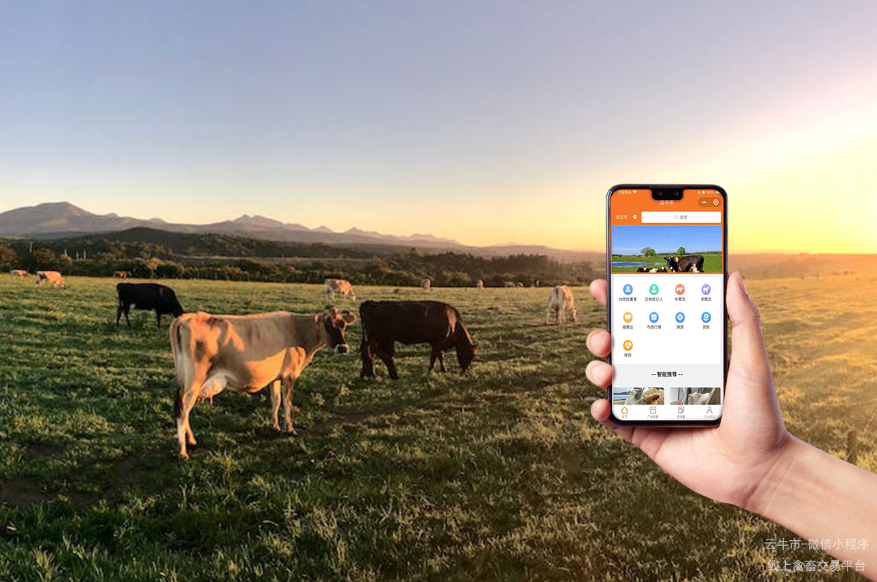 禽畜买卖，青海智慧牛市：从线下到线上牛只交易的转型之路