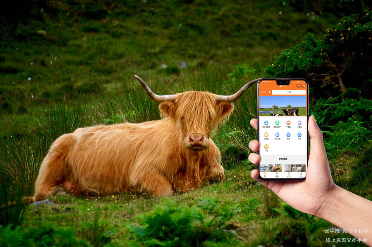 畜禽交易的新潮流：云牛市引领行业变革