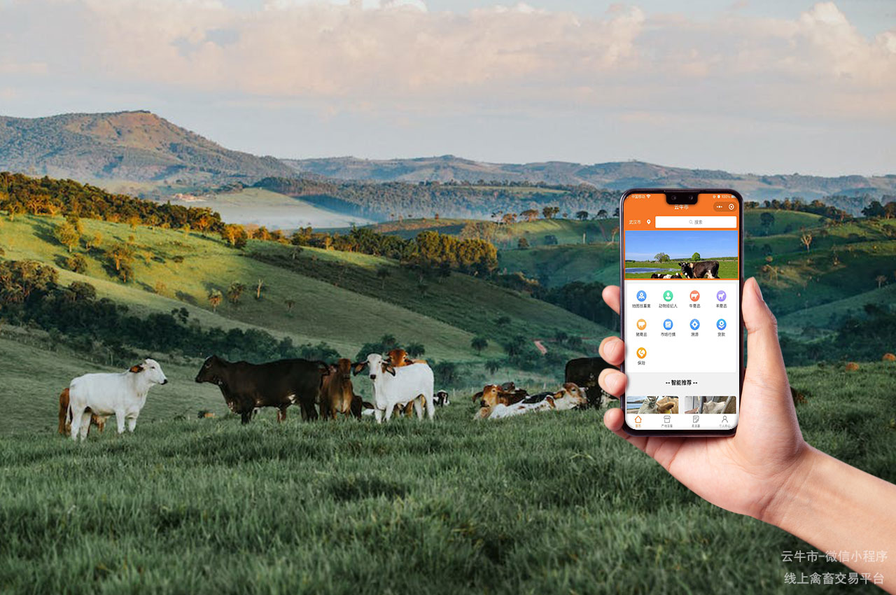 牲畜交易，山西活牛交易市场：如何判断牛的市场价值