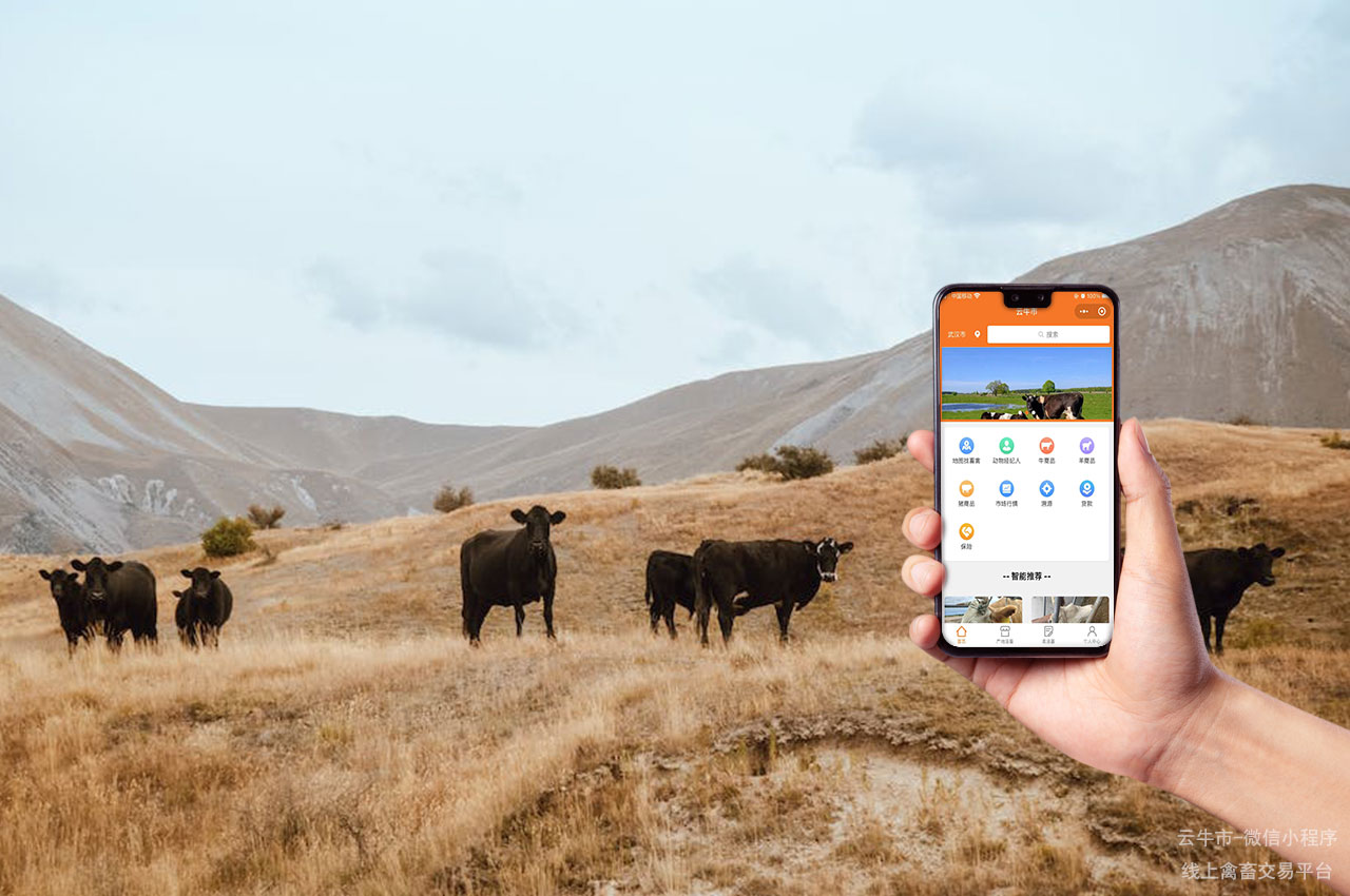 牲畜买卖，佛山活牛交易平台：如何在珠三角实现买牛卖牛数字化转型