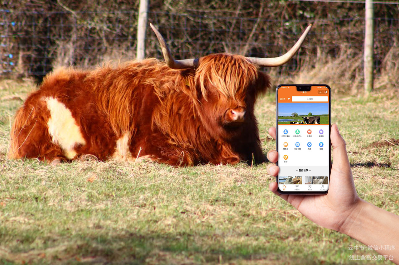 贵州活畜交易市场：打造您畜牧事业的利润增长引擎