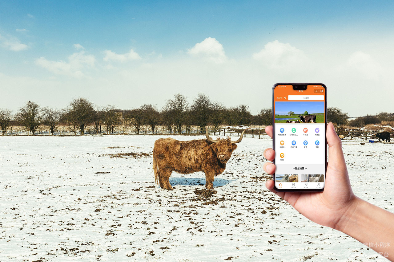 活牛买卖，山东活牛交易市场：交易中的注意事项