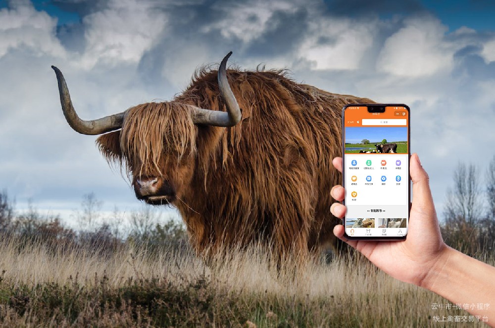 云牛市通过数字化解决买牛难卖牛难的问题
